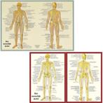 Anatomie poster skelet (Nederlands, gelamineerd, A2 + A4), Verzenden, Nieuw