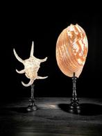Prachtige set grote schelpen - Melo Amphora Shell & Spider