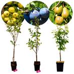 fruitbomen Appel Pruim Peer + Pot 23cm 3 stuks, Tuin en Terras, Planten | Fruitbomen, Volle zon, Verzenden
