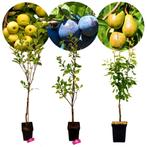 fruitbomen Appel Pruim Peer + Pot 23cm 3 stuks, Volle zon, Verzenden