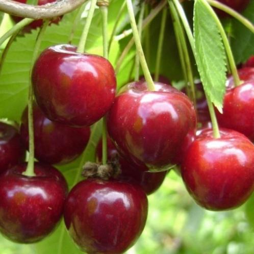 Kersenboom - Prunus Regina - Omtrek: 14-18 cm | Hoogte: 350, Tuin en Terras, Planten | Bomen, Ophalen of Verzenden