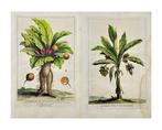 Antoine Augustin Calmet (1672-1757) - Mandrake Plant , The