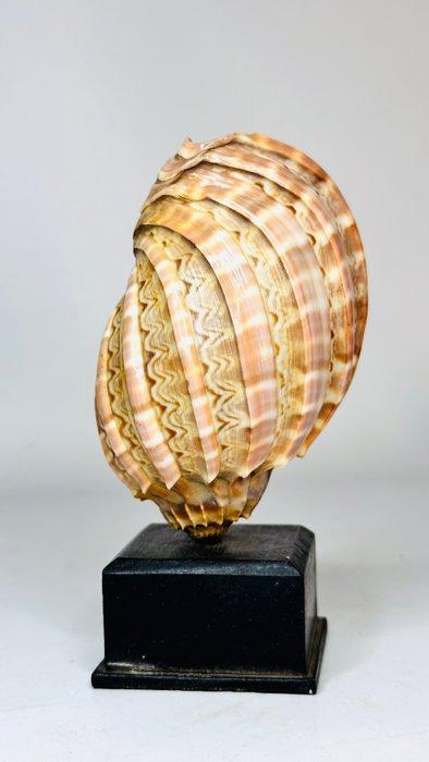 schelpdier Zeeschelp - harpe (Zonder Minimumprijs), Antiek en Kunst, Curiosa en Brocante