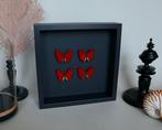 Vlinder Taxidermie volledige montage - Cymothoe sangaris -, Verzamelen, Dierenverzamelingen, Nieuw