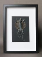Hagedis Taxidermie volledige montage - Draco volans - 40 cm