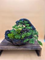 Bonsai van Juniper Itoigawa op steen - Verzamelobject -