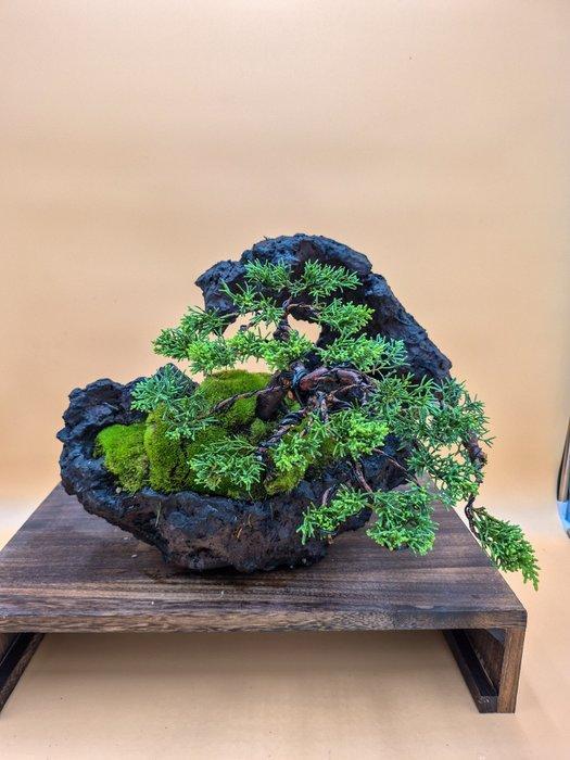 Bonsai van Juniper Itoigawa op steen - Verzamelobject -, Antiek en Kunst, Curiosa en Brocante