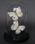 Vlinder Taxidermie volledige montage - Pieris calypso - 20, Nieuw
