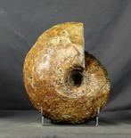 Grote, mooie, decoratieve ammoniet - op standaard - 14+ kg!!, Verzamelen, Mineralen en Fossielen