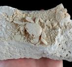 Spectaculaire zoetwaterkrab - fossiel exemplaar binnenin, Verzamelen, Mineralen en Fossielen
