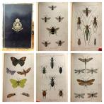 E. F. Staveley - British Insects: A Familiar Description of, Antiek en Kunst, Antiek | Boeken en Bijbels