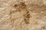 Topkwaliteit bewaarde Jurassic winterkraanvlieg - Fossiele