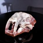 Uitgestorven sabeltijger Realistische sabeltijger schedel in, Antiek en Kunst, Curiosa en Brocante