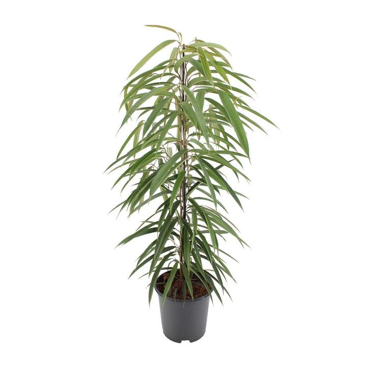 Ficus Binnendijkii Alii - Ø21cm - 80cm, Tuin en Terras, Bloembollen en Zaden, Verzenden
