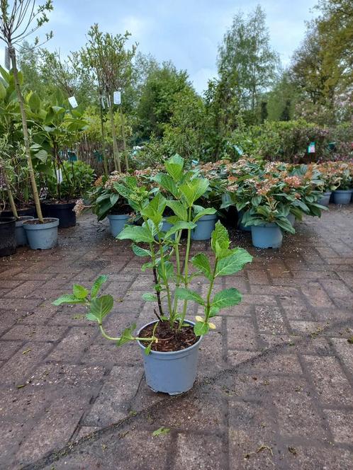 Hydrangea m. Soeur Therese Hortensia, Tuin en Terras, Planten | Struiken en Hagen, Ophalen