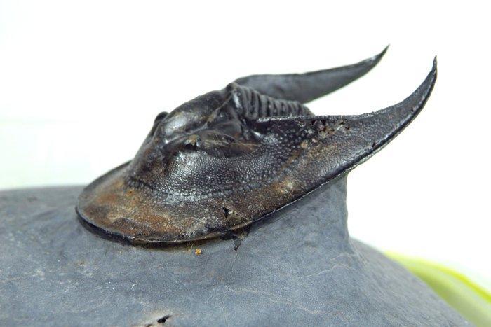 Trilobiet - Gefossiliseerd dier - Harpes perradiatus - mani, Verzamelen, Mineralen en Fossielen