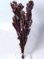 Salignum Rood met Cone, Huis en Inrichting, Ophalen of Verzenden, Nieuw