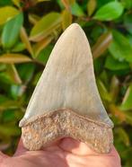 Megalodon - Fossiele tand, Verzamelen, Mineralen en Fossielen