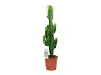 Euphorbia acruensis 75 cm, Huis en Inrichting, Kamerplanten, Overige soorten, Minder dan 100 cm, In pot, Volle zon