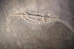 Zeereptiel - Fossiel skelet - Keichousaurus - 28 cm - 20 cm