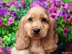 Leuke Gezelschapshondjes., Nederland, Parvo, Overige rassen, 8 tot 15 weken