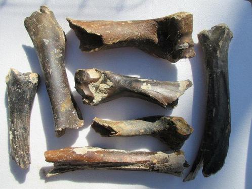 Reuze hert Set botten - Megaloceros giganteus - 5 cm - 43 cm, Verzamelen, Mineralen en Fossielen