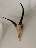 Redunca Schedel van een zoogdier - Redunca arundinum - 45 cm, Nieuw