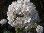 Viburnum burkwoodii davidii tinus opulus roseum sneeuwbal, Tuin en Terras, Planten | Tuinplanten, Ophalen of Verzenden