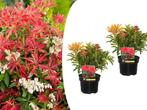 Set van 2 Pieris Forest Flame buitenplanten, Tuin en Terras, Planten | Tuinplanten
