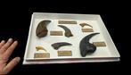 . - Diorama Very high quality reproduction of dinosaur claws, Verzamelen, Nieuw
