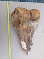 Wolharige mammoet - Fossiel bot - Mammuthus primigenius