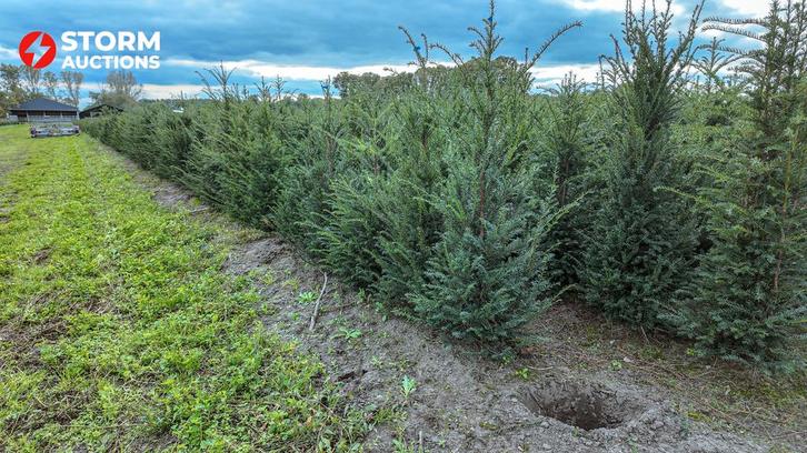 Taxus baccata 125–150 cm – diverse haagplanten – veiling, Tuin en Terras, Planten | Bomen