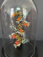 Madagascaanse maanvlinder Taxidermie volledige montage -