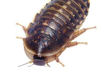 Ruto Kakkerlakken buk 100 stuks Maat M - 1 - 1,5CM