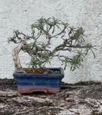 Bonsai Euphorbia Spinosa - Hoogte (boom): 18 cm - Diepte