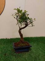 Japanese iep bonsai (Zelkova) - Hoogte (boom): 25 cm -, Antiek en Kunst, Curiosa en Brocante