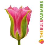 Bloembollen - 64 x Tulp virichic - groen met roze, Verzenden, Voorjaar, Volle zon, Bloembol