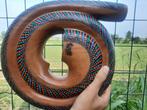 terre - Snail didgeridoo -  - Didgeridoo - Indonesië, Nieuw