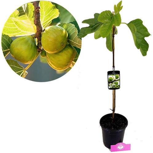 Vijgenboom Ficus carica Col de Dame Blanch + P, Tuin en Terras, Planten | Fruitbomen, Volle zon, Verzenden