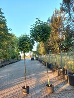 Acer platanoides Globosum esdoorn 180cm, Ophalen