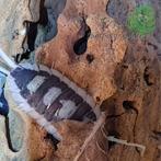 Porcellio Succinctus Black Ribs Isopods / Pissebedden, Dieren en Toebehoren, Overige soorten