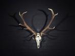 Large Red Stag Trophy Schedel - Cervus elaphus - 65 cm - 110, Nieuw