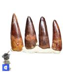 Set van 4 Spinosaurus Dinosaurus Tanden van Topkwaliteit -