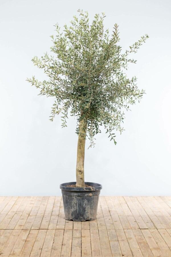 Olijfboom / Olea Europaea op stam 150-175 cm, Tuin en Terras, Planten | Tuinplanten