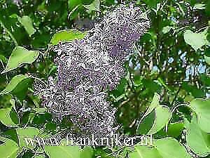 Syringa vulgaris / josikae / chinensis Sering, Tuin en Terras, Planten | Bomen, 100 tot 250 cm, Ophalen of Verzenden