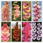 Egrow 100 STKS Tuinplant Gladiolen Bloemen A&euml;roob Bi...