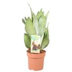 Sansevieria Moonshine - Hoogte 40-45** - Ø14cm - 40cm, Verzenden, Nieuw