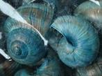 Landsnail small turquoise 250 gram geverfde landslak, Ophalen of Verzenden, Nieuw