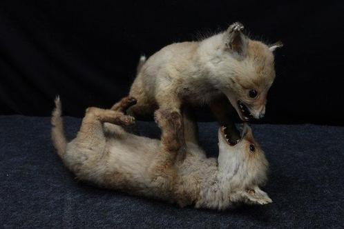 Rode vos Taxidermie volledige montage - Vulpes vulpes - 50, Verzamelen, Dierenverzamelingen