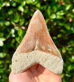 Megalodon - Fossiele tand - 12 cm - 9 cm, Verzamelen, Mineralen en Fossielen